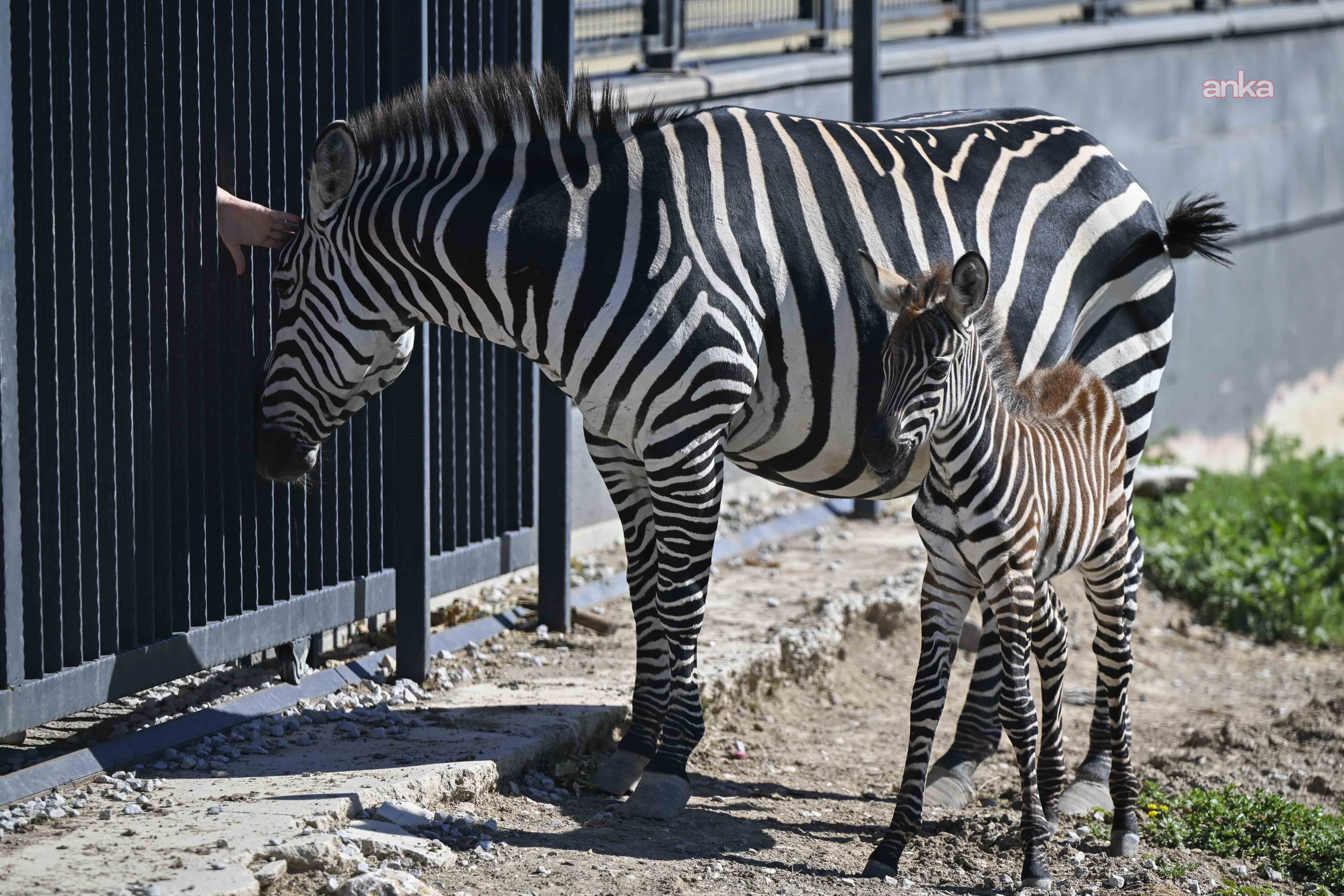 zebra
